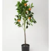 Heritage Orange Tree 30.48x30.48x106.68cm -Heritage 898364710 1 720x928